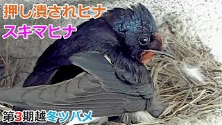 スキマヒナ・押し潰されヒナ【第３期、越冬ツバメ】