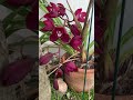 #Shorts |Beautiful Blooms of Decades Old Burgundy Cymbidium Orchid Plants