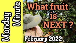 Monday Minute-  What fruit is NEXT? February 2022