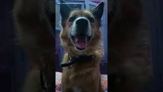 இவன் என் நாய் என் சிறந்த நண்பன்🐕😍|#pets #dog #doglover #youtubeshorts #shortvideo #shorts #trending