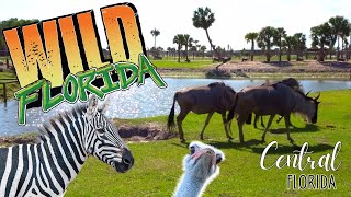 Wild Florida Drive Thru Safari \u0026 Gator Park Review