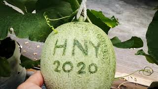 เขียนลายเมล่อน 2020