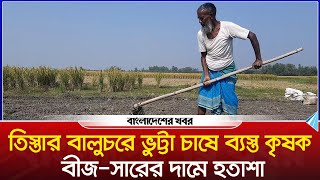 তিস্তার বালুচরে ভুট্টা চাষে ব্যস্ত কৃষক, বীজ-সারের দামে হতাশা | Lalmonirhat | Bangladesher Khabor