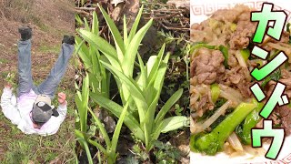 カンゾウ採って食べる。肉野菜炒め。春の味。うまいぞ。　簡単、カンゾウの肉野菜炒めの作り方。カンゾウの採り方。カンゾウの食べ方。ヤブカンゾウ。ノカンゾウ。山菜。野草。山菜採り。　男の料理。レシピ。