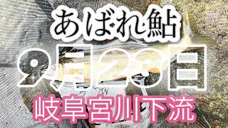 岐阜　宮川下流　あばれ鮎　前編