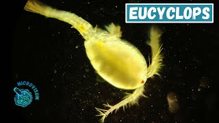 Eucyclops