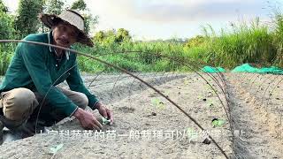 白花椰菜：留意適收期短易開花避免失收～十字科蔬菜的栽苗手法（定位）教學