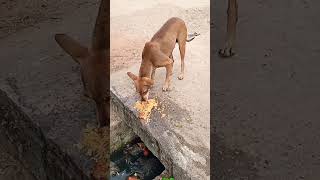 தெரு நாய்களுக்கு சாப்பாடு போடுங்க சப்ஸ்கிரைபர்ஸ் பன்னுங்க பிரெண்ட்ஸ்