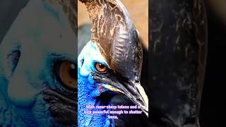 The Australian Cassowary - the deadliest bird on earth! #australiananimals #cassowary #shorts