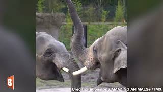 Oregon Zoo Celebrates Samudra the Elephant's 15th Birthday With Highlight Reel