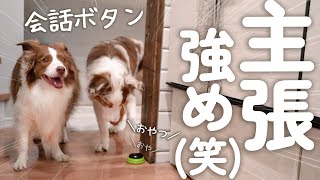 先住犬の真似をして覚えた会話ボタンを使いこなす子犬の主張が強めで可愛いすぎる！！！笑