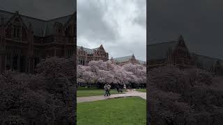 Spring in Seattle🌸💗🫶🏽 #cherryblossom #cherryblossoms #cherryblossomse #seattle #uw