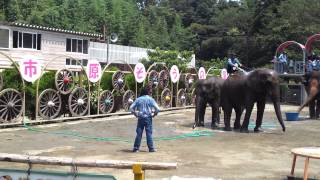 市原ぞうの国　2013年8月　ゆめ花（か）の水浴び　2