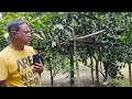 এক আমে তিন স্বাদ 😳থাই থ্রি টেস্ট আম three test mango 🥭😋