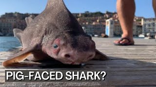 Rare Pig Faced Angular Roughshark