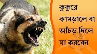 কুকুরে কামড়ালে কি পেটে কুকুরের বাচ্চা হয়?