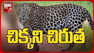 Chirutha Hulchul In  Gurajala : గురజాలలో చిరుత హల్ చల్  | BIG TV Telugu News Channel