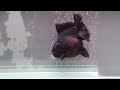 《물롬통도사점》bp.meng short tail oranda11cm내외 숫추정