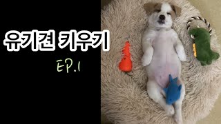 유기견  키우기 | Ep.01 유기견 부부가 낳은 신생아를 입양하다