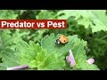 Predator vs Pest