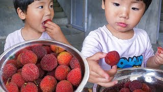 Watching the baby eat bayberries made my mouth water