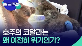 호주의 코알라는 왜 여전히 위기인가? [뉴스의 2면] / KBS  2024.09.30.