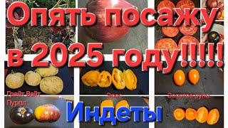 Эти томаты сажала и буду сажать в 2025 году!!!!!🍅🍅🍅