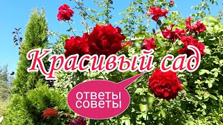 Красивый сад.Ответы.Советы.Ландшафтный дизайн своими руками. Красивая дача.Хвойные композиции.