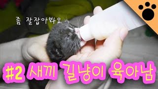 #2 심쿵주의) 새끼 길냥이 육아중