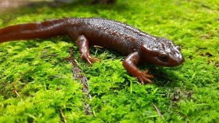 Darjeeling Salamander at Namthing lake Sittong | Kurseoung Salamander |  Dinosaur family salamander