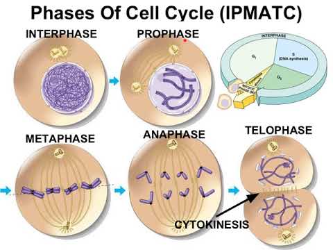 Video 10.1 - Mitosis Phases: Nuclear Envelope - YouTube