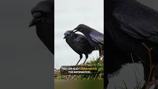 How CROWS Remember Your FACE and Hold a GRUDGE #shorts #crows