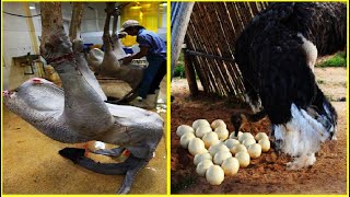 Amazing Ostrich Farm - Ostrich Farming Technology - Ostrich Production Process - ostrich factory