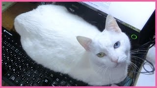 マッサージのお礼に、手を舐めてくれる白猫ユキ♪ Massages and licks, White cat Yuki