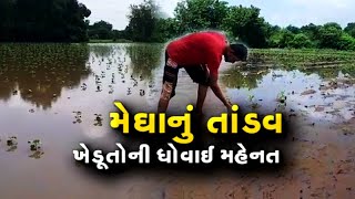 Gujarat Rains: Borsad: માં 12 ઈંચ વરસાદ ખાબકતા ખેડૂતોને રોવાનો વારો, પાકનો સત્યાનાશ થયો