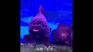 嘴很白的圓身黑泰獅 Black Thai Oranda Fancy Goldfish