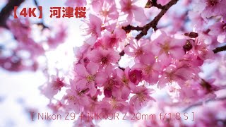 【4K】河津桜