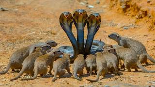 नेवले की जहरीले सांप से लड़ाई | Unbelievable! Mongoose Battles With Venomous Snake