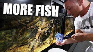 Adding the fish WE forgot about!