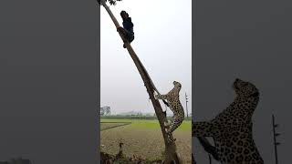 cheetah attack on tree #428# #vfx #tiger #virals #video