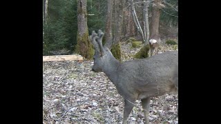 Wildkamera bei Tage: Ein Rehbock und ein Reh besuchen den Bienenstand