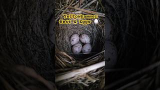 Stunning Yellowhammer Nest with 4 Eggs in the UK 2024 | #birdnesting #birds #birdnest #britishbirds