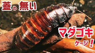 マダガスカルゴキブリのケージ (メンテナンス不要の昆虫飼育)