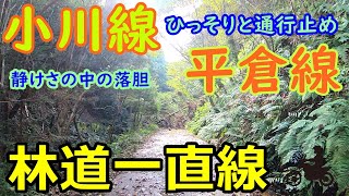 【林道一直線】　千葉　林道　小川線　平倉線