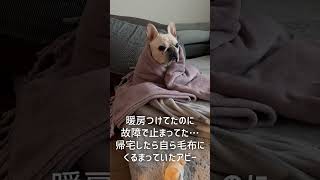 【衝撃】人間すぎるアビー　#ぶるふぁみのアビー #フレブル #フレンチブルドッグ #frenchbulldog #ふれんちぶるどっぐ #フレブルライフ #ペットおもしろ動画 #ペット動画