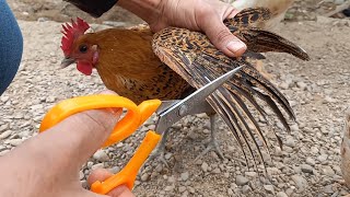 Solving the problem of chicken flying is the safe and correct way