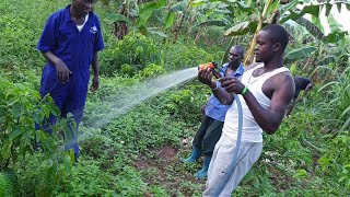 Affordable manual watering (irrigation) system for coffee, bananas, oranges, mangoes