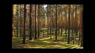1 Hour Nature Sounds Relaxation Meditation Birdsong Natural Sound of the Forest Birds Singing