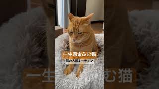 ゴロゴロ言いながら一生懸命ふむ猫の福　#shorts #cat #ねこ