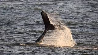 Humpback Whale Tail Slap 8-20-24